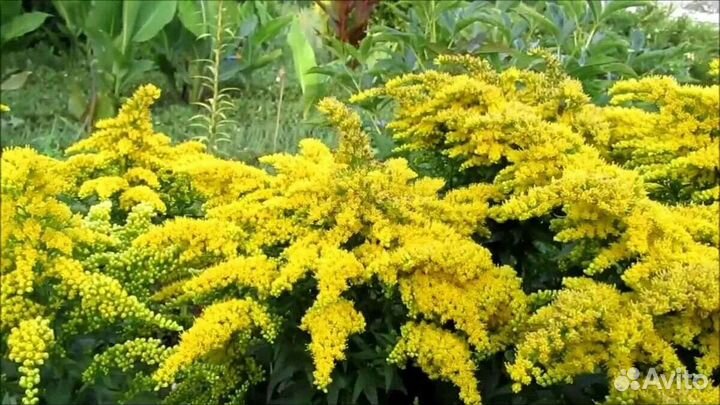 Альбиция обмен на другие цветы