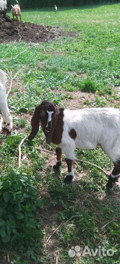 Дойная нубийская коза, козлята нубийские и камори