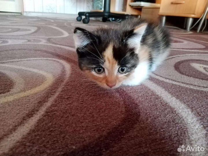 Персидская кошка