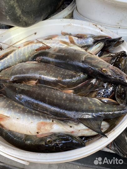 Свежая рыба Щука