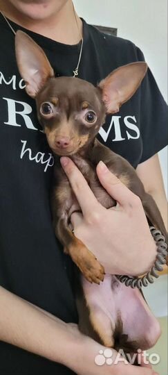 Русский той-терьер мини