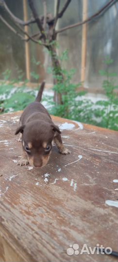 Щенки бесплатно