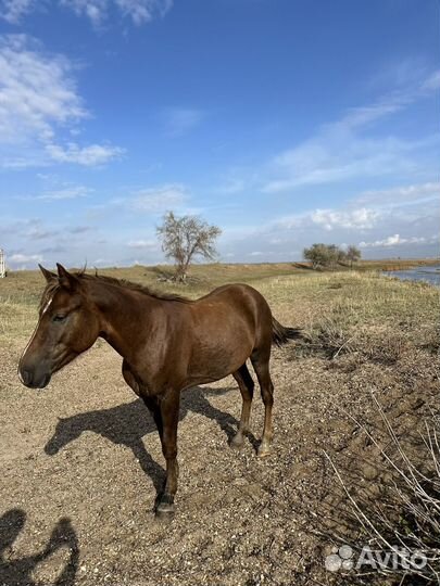 Лошадь жеребец