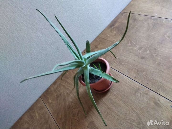 Алоэ вера лечебный