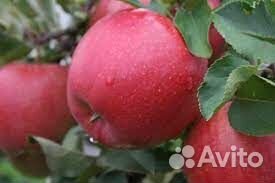 Саженцы яблони