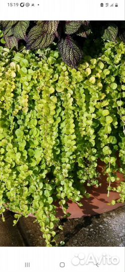 Многолетние цветы:гейхера,физостегия, флокс