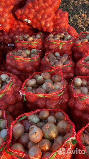 Лук репчатый оптом