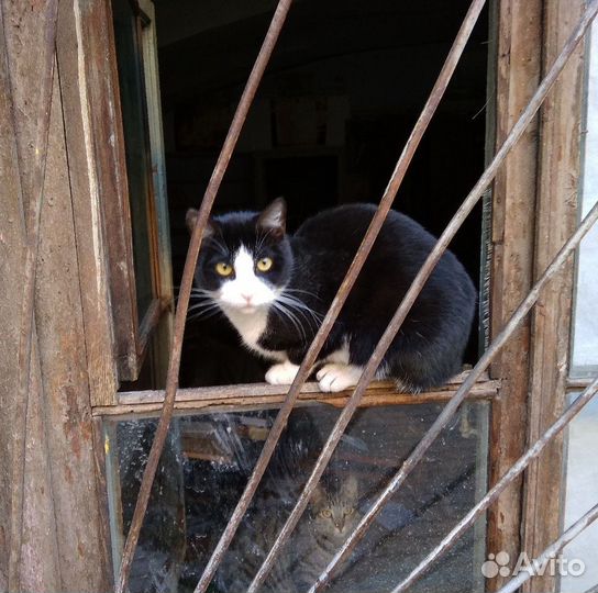 Брошенная кошечка Альфа, стерилиз. Приют