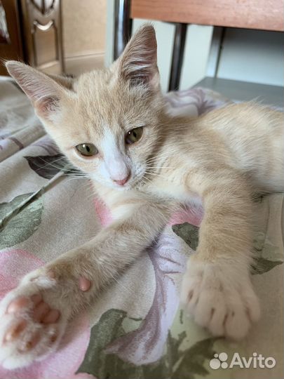 Кошка в дар