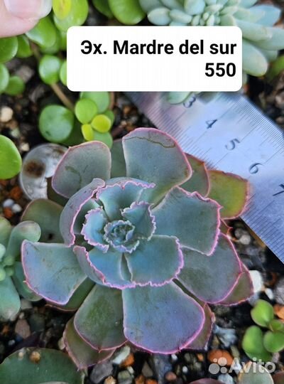 Коллекционные суккуленты