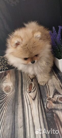 Щенки шпица микро