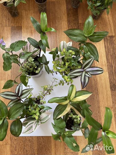 Традесканции Микс