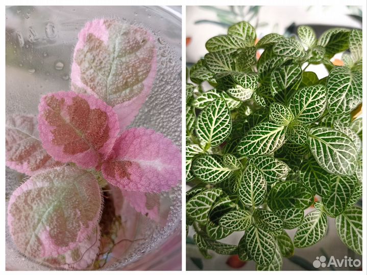 Фиттония, эписция акварельная