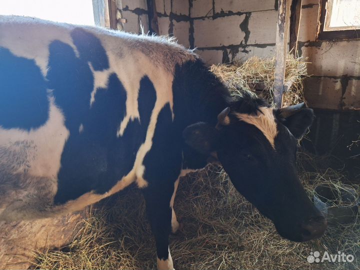 Телки стельные