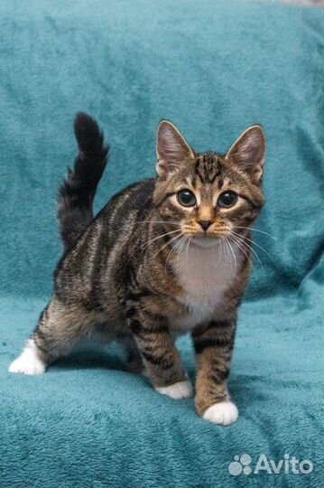 Мраморного окраса, котёнок тигрёнок в добрые руки