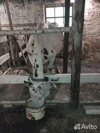 Голштинизированная черно-пестрая корова