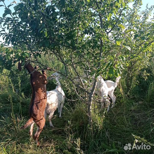 Нубийские козлята