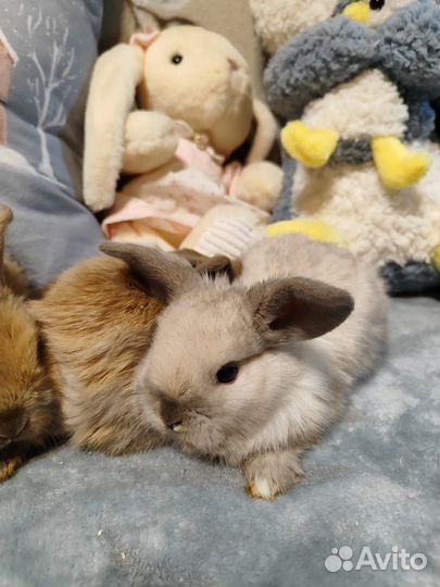 Декоративные карликовые крольчата