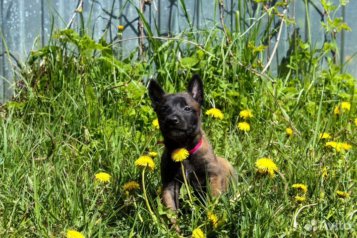 Щенки малинуа