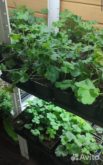 Пеларгония сортовая та Шахерезада