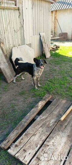 Собака в добрые руки отдам бесплатно
