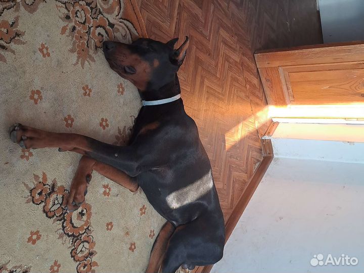 Доберман вязка
