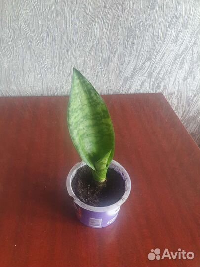 Комнатное растение сансевиерия щучий хвост