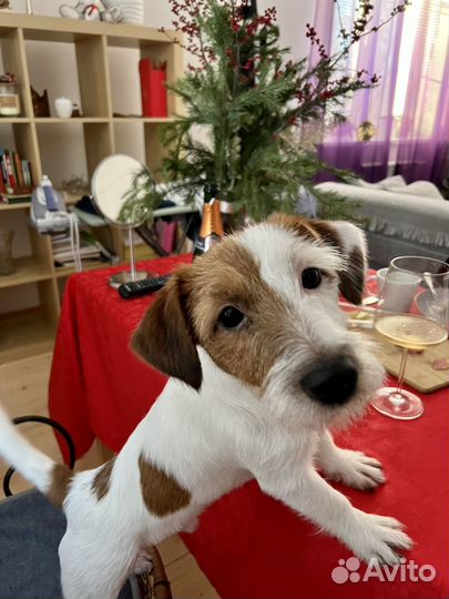 Джек рассел терьер для вязки