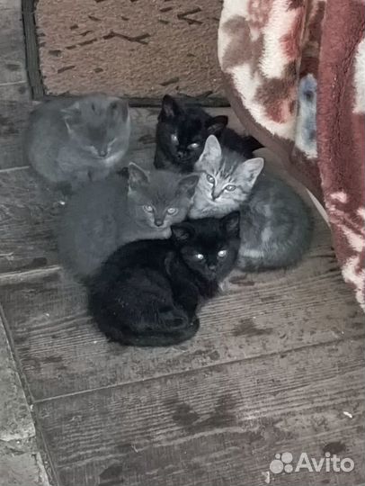 Отдам в добрые руки