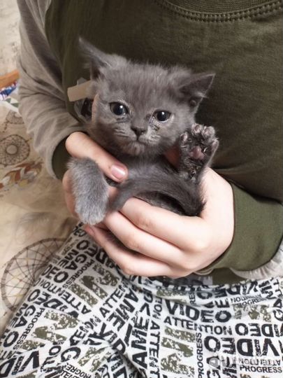 Кошечка отдам в добрые руки