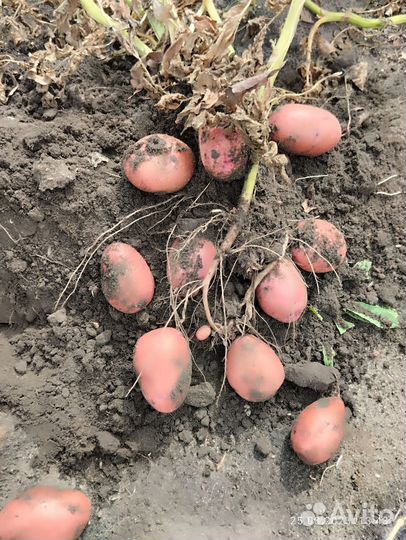 Картофель домашний