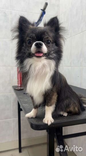 Тигровый Чихуахуа кобель, вязка