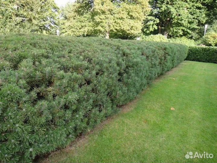 Сосна для изгороди 100шт