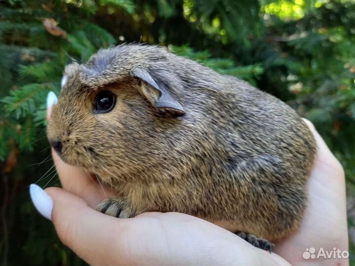 Морские свинки, девочки