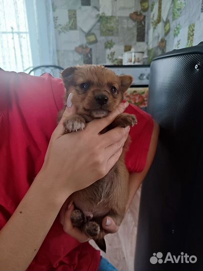 Собаки бесплатно