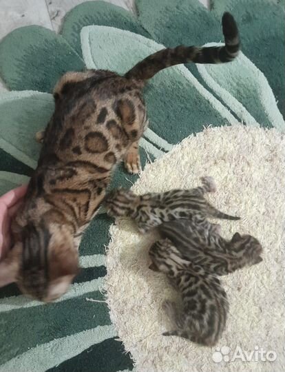 Бенгальские котята