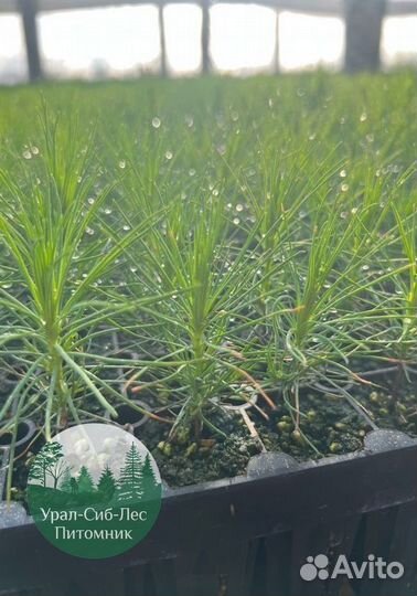 Сеянцы зкс Сосна Ель Лиственница окс Голуб Горн