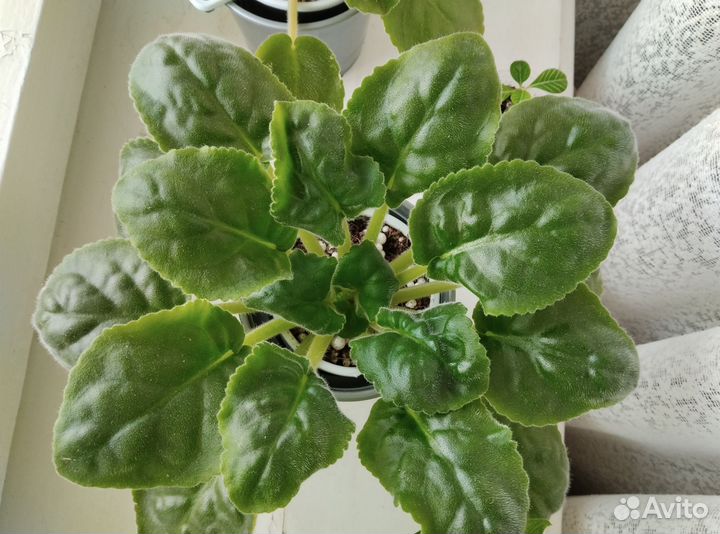 Фиалка сенполия ват Пион