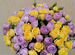 19 кустовых пионовидных роз 50 см