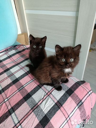 Котята в добрые руки бесплатно