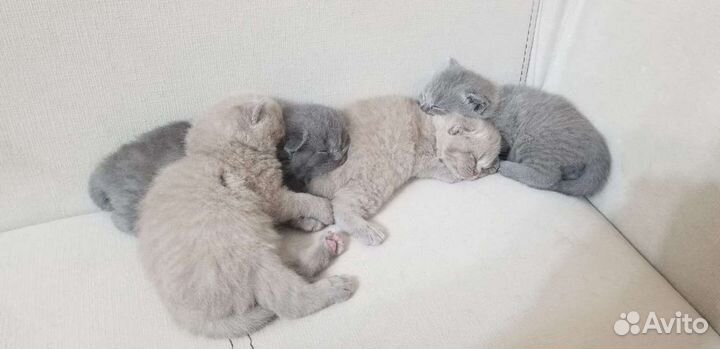 Шотландский вислоухий кот. Вязка