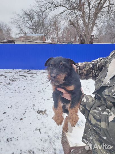 Продам собаку