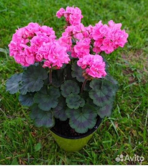 Пеларгония герань,сортовая