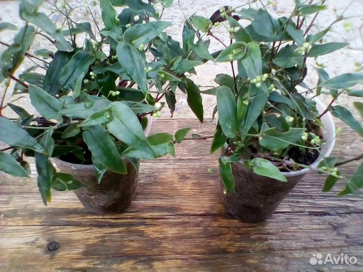 Цветочки Фата невесты,Элегант, острый перчик