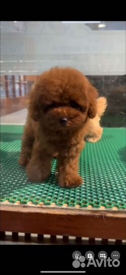 Тикап пудель импорт