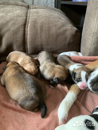 Щенки амстаффа