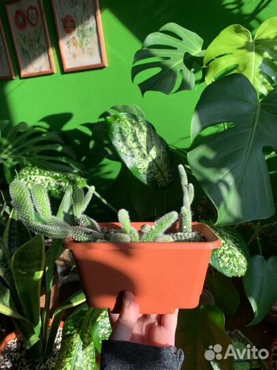 Опунция Мелковолосистая