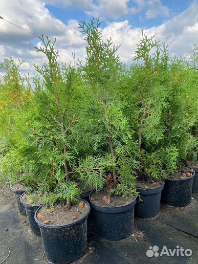 Туя, можжевельник