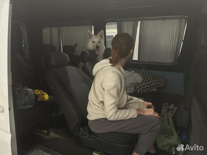 Поездки с животными РФ в Грузию,Турция,Сербия