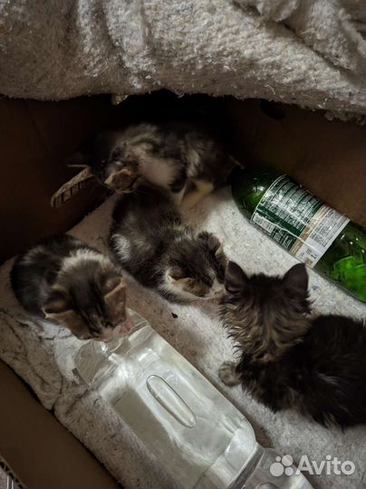 Отдам котят в добрые руки